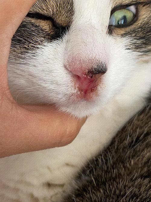 猫鼻支的症状的相关图片